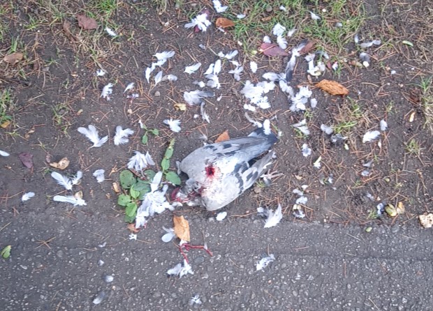 DEAD PIGEON ON THE SIDEWALK